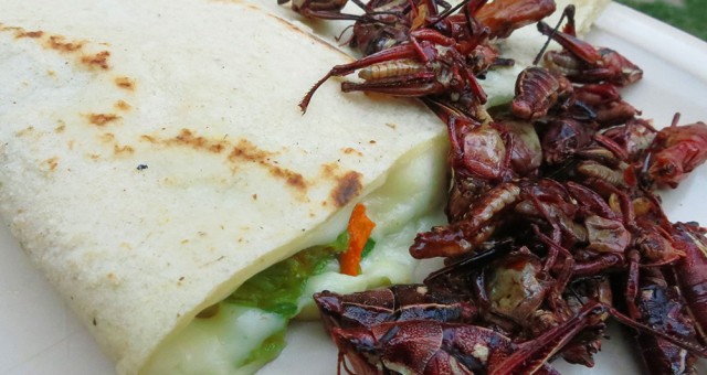 Oaxaca City Cuisine: Chocolate, Cheese and Grasshoppers